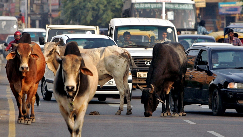 Cows india