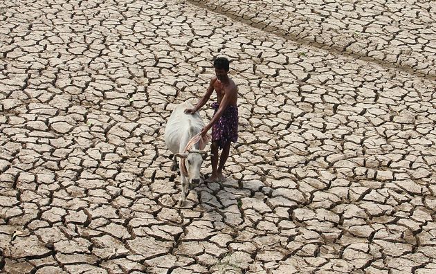 cow scam drought