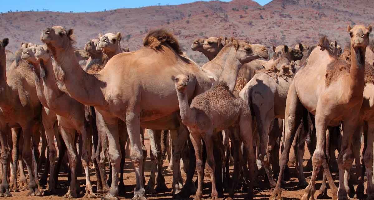camels australia killing