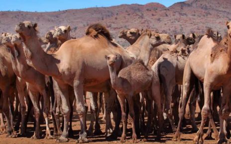 camels australia killing